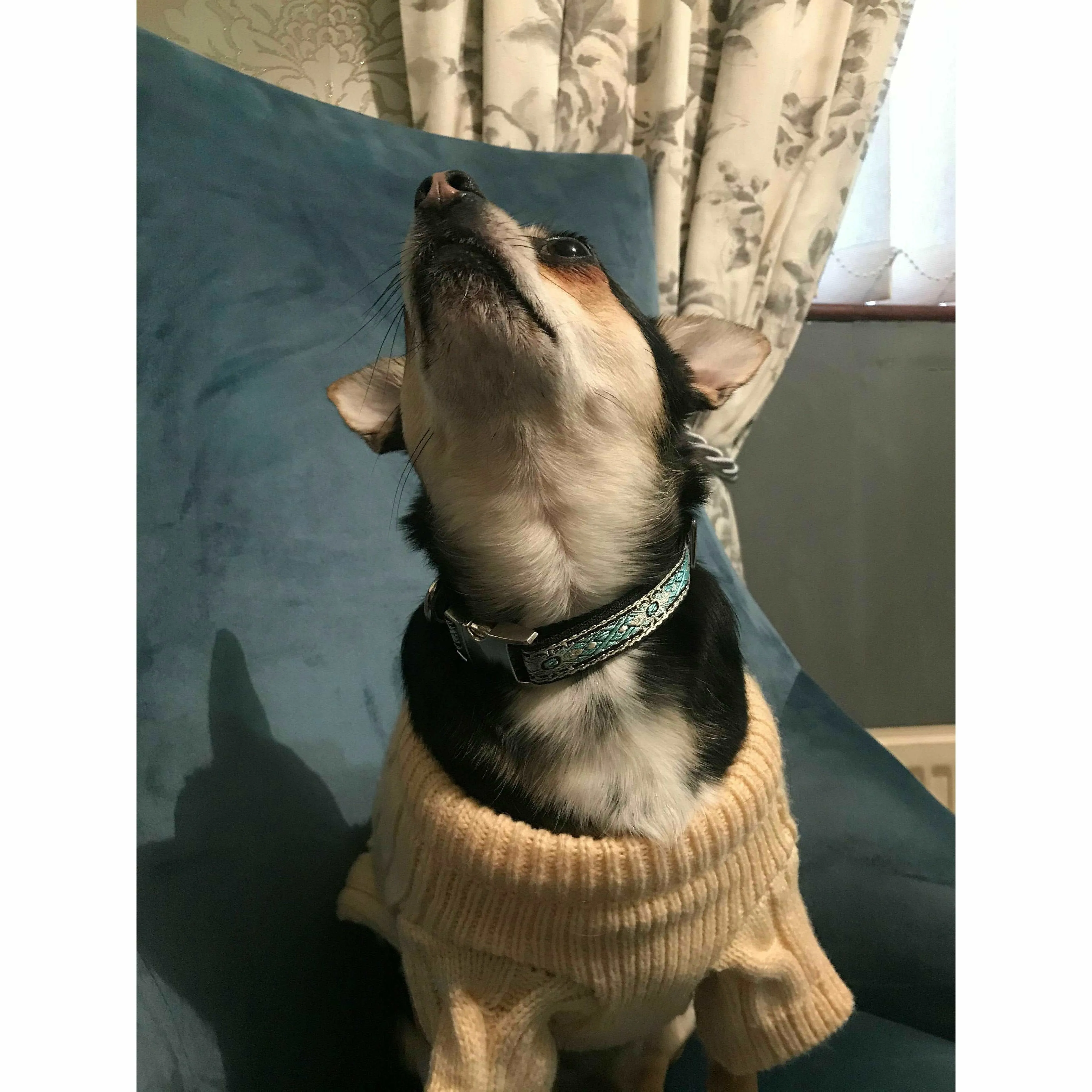 Durable Designer Dog Collar No.23s