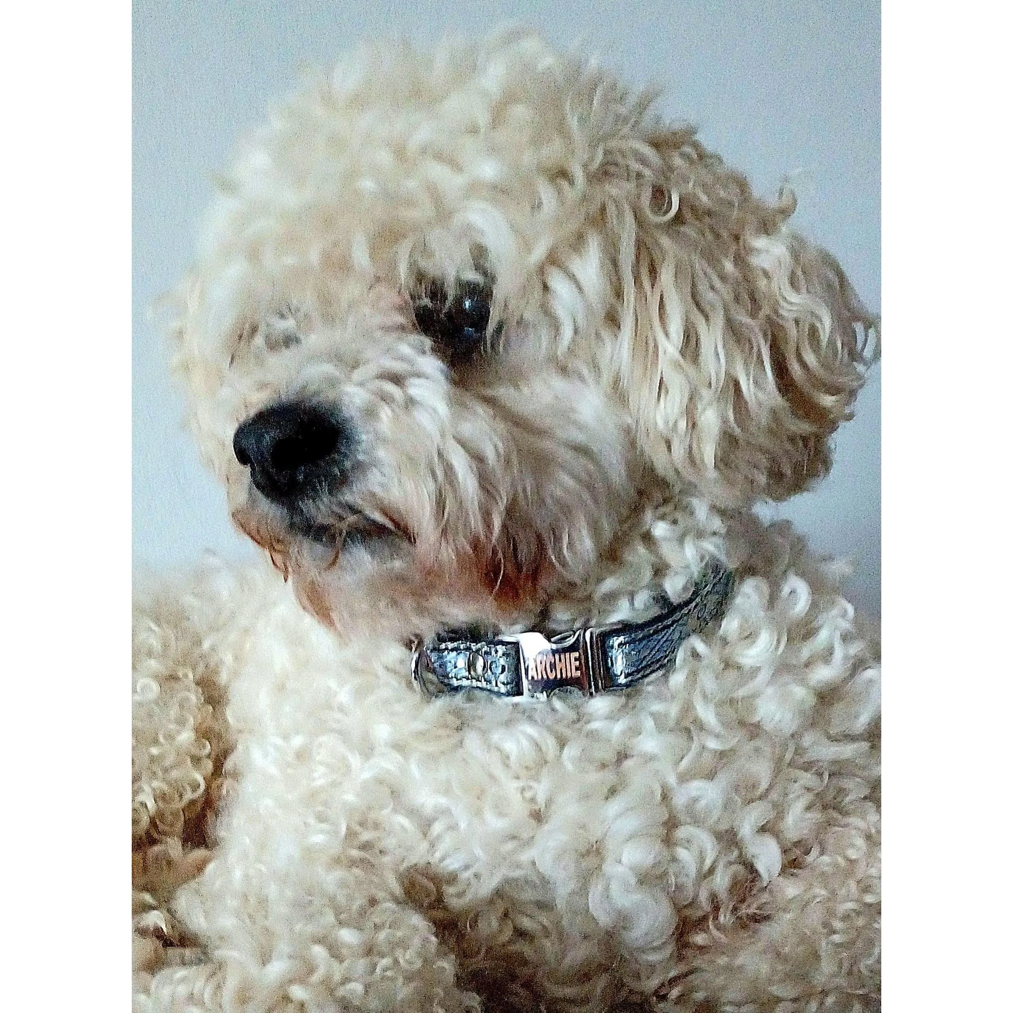 "The Archie" Durable Designer Dog Collar Set No. 5s