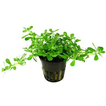 Tropica Potted Bacopa Compact