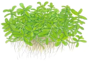 Tropica Potted Bacopa Compact