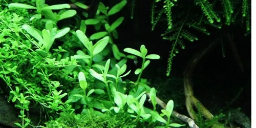 Tropica Potted Bacopa Compact
